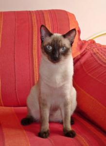 Photo de GRIGRI