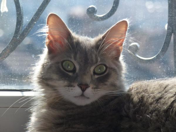 Photo de Lilas