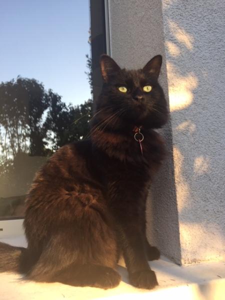 Photo de REGLISSE