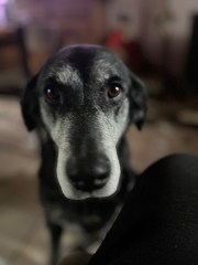 Laika