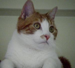 Photo de ZELDA