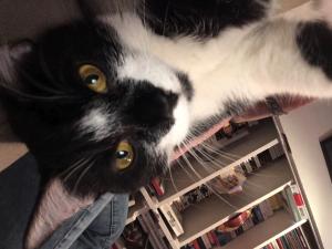 Matteo