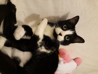 Photo de neko