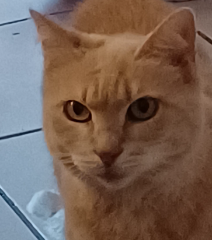 Yuki