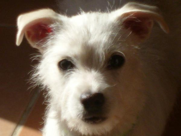 SKIPPY