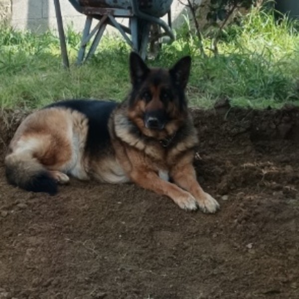 moly