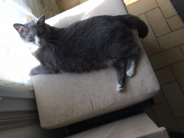 Photo de Marley