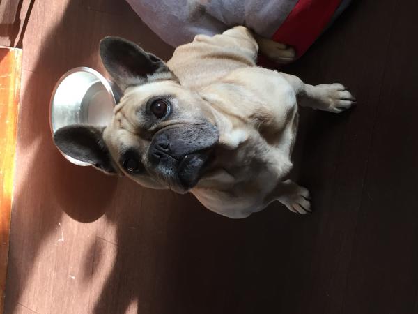 Photo de Droopy