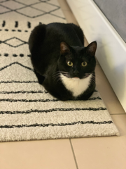 Photo de Oreo