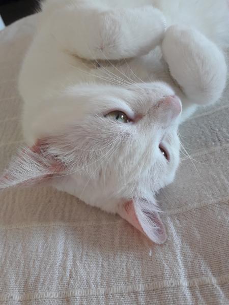 Perle