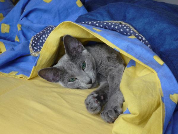Photo de Dixie
