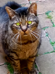 Maurice