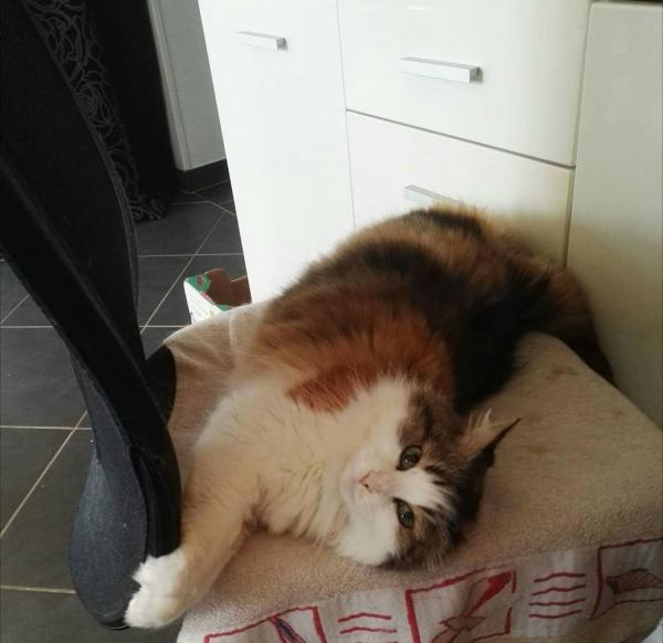 Minette