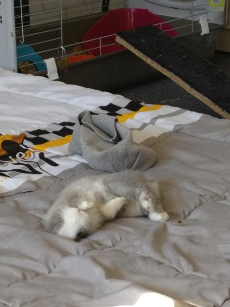 Coton