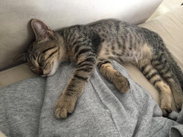 Nahla