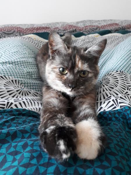 Elya