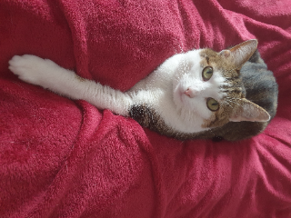 Photo de Misty