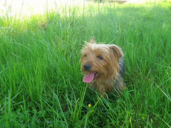 elfy