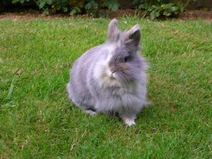 Églantine