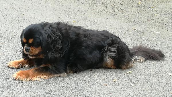 Photo de Jethro