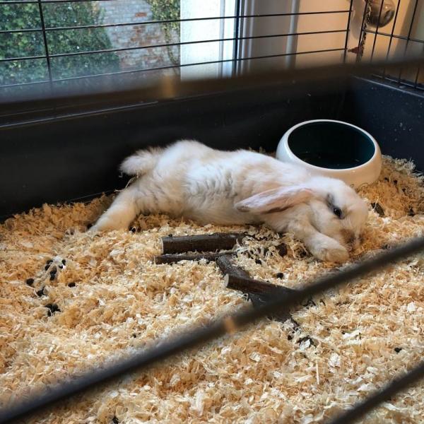 Carpette 