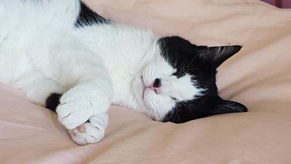 Photo de Minette