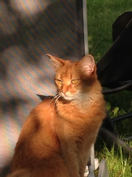 Photo de Gribouille 