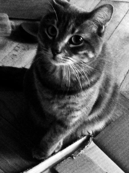 Josephine