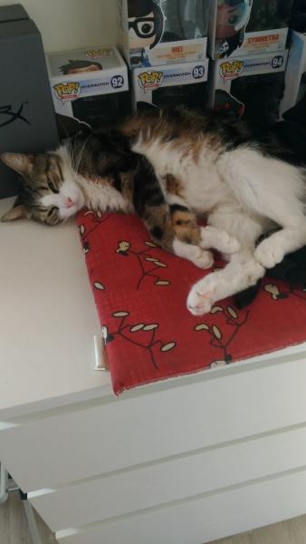Bella 
