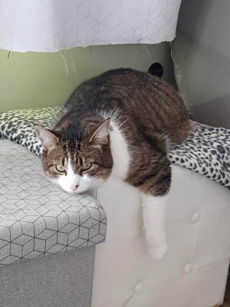 Photo de Gizmo