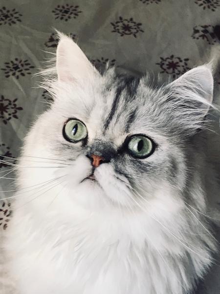 Poutou