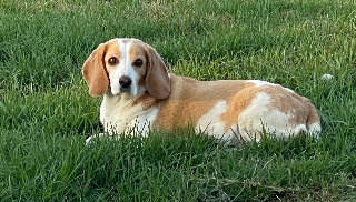 Photo de IDEFIX