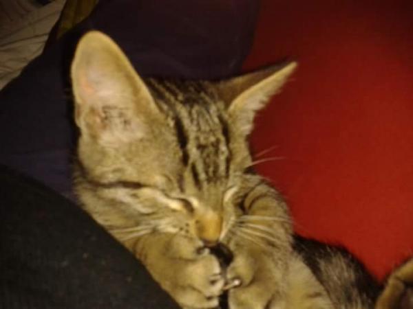 Minou
