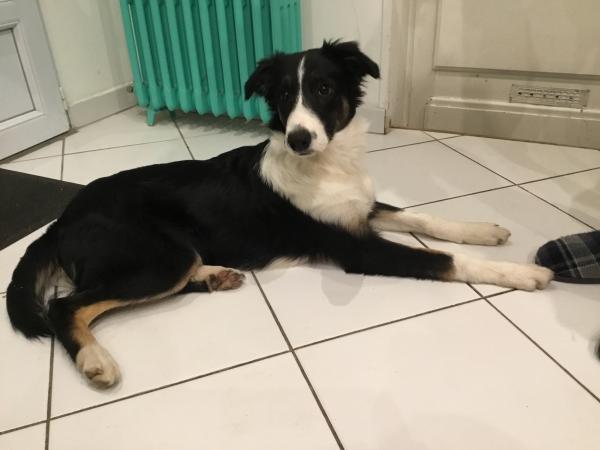 Photo de Zelda
