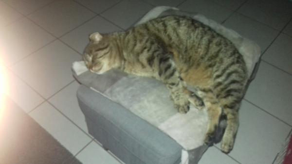 WILLY