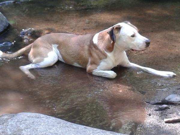 Photo de SHIVA