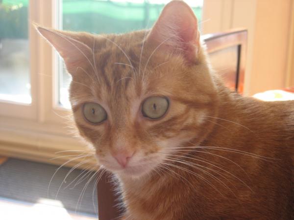 CARAMEL
