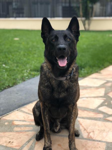 Narco