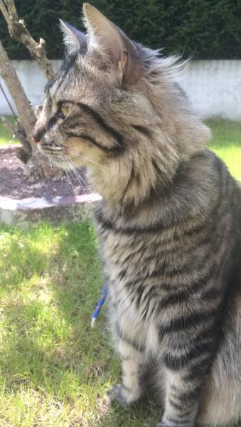 César