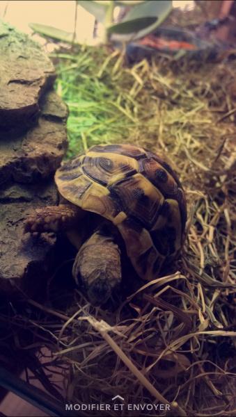 Turtle