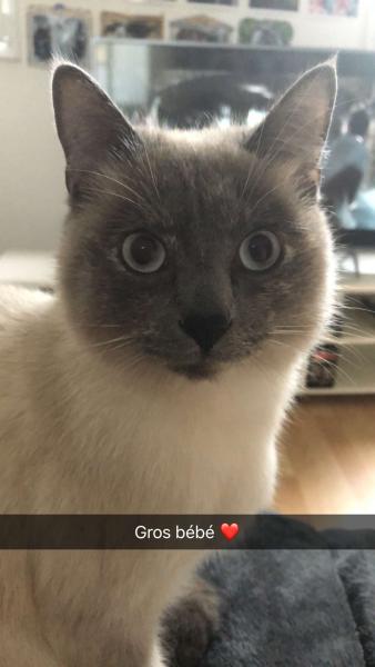 Newton