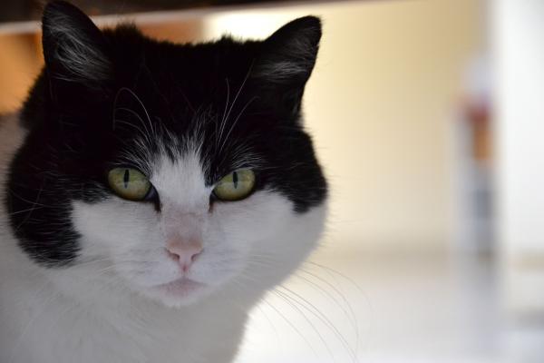 Dorine