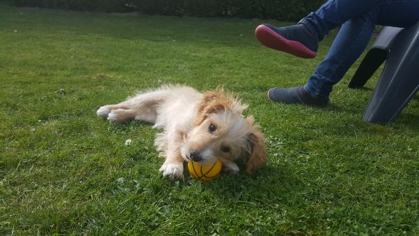 Newton