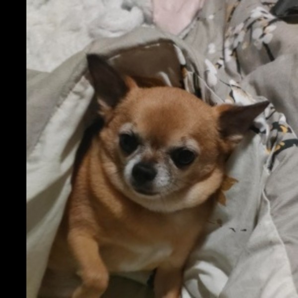 Paco