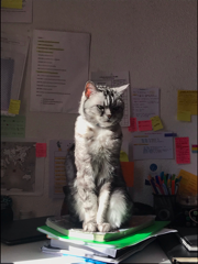 minou