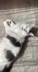 Yoko
