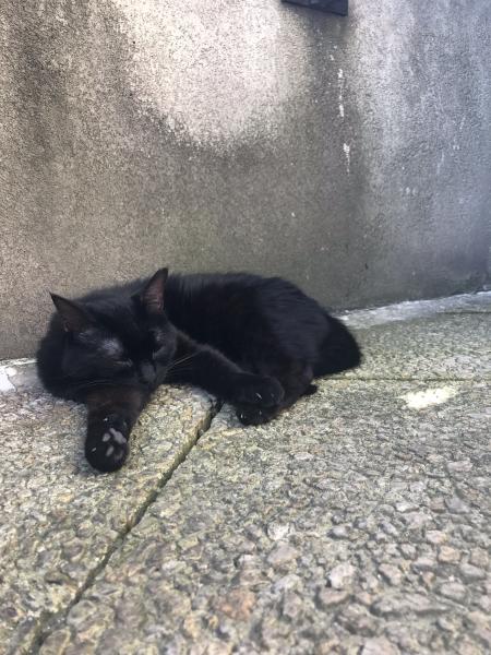 Muschi