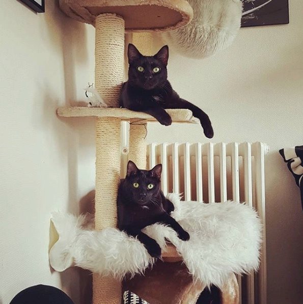 hati &amp; skoll