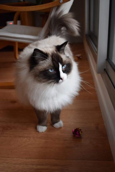 Nala