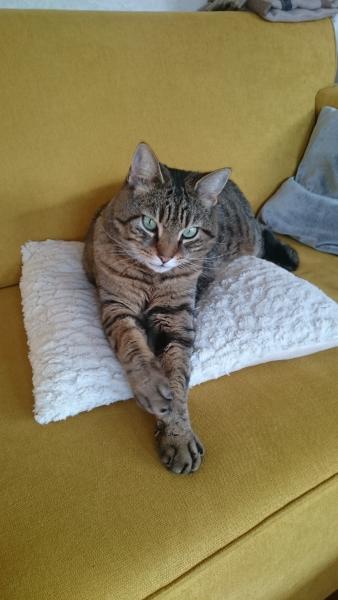 Nova